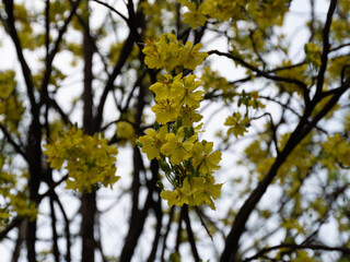 Blossoming yellow flowers nature park outdoor close-up beauty of spring