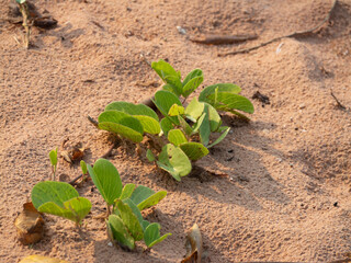 New growth of plants sandy soil desert environment nature close-up perspective