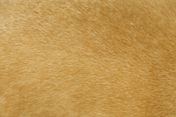 Dog fur brown texture or animal skin background