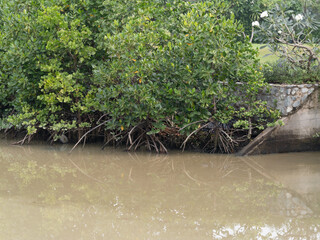 Exploring mangrove ecosystems nature's resilience coastal wetlands