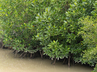 Coastal wetlands and mangrove ecosystems exploring tropical biodiversity and conservation