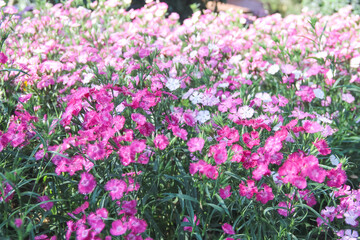 Colorful pink dianthus chinensis flower field with water drop 