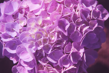 Light purple hydrangea macrophylla flower or close up hortensia blooming in garden natural background