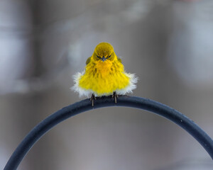 Unhappy pine warbler