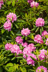 Rhododendron at Carver's Gap on the Appalachian Trail