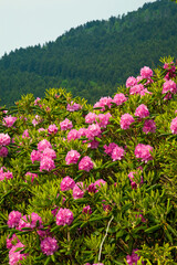 Fototapeta premium Rhododendron at Carver's Gap on the Appalachian Trail