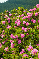 Fototapeta premium Rhododendron at Carver's Gap on the Appalachian Trail