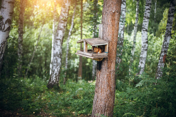 A Eurasian red squirrel in an old homemade wooden bird feeder on a pine tree in a forest park. Animal care, wildlife, animal feeding