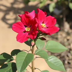 Fototapeta premium Bright Red Desert Rose in Sunlit Arid Garden Setting