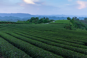Fototapeta premium Tea garden in the morning. Tea garden in the morning light. Tea garden and distant mountains. 
