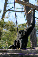 Monkey side