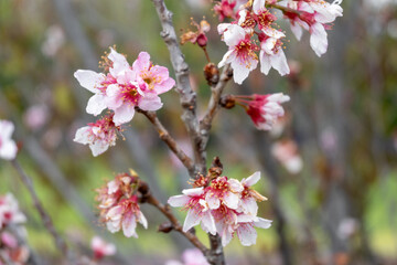 Blooming taiwan cherry blossoms decorating spring landscape
