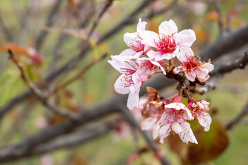 Blooming cherry blossom flowers in springtime creating a beautiful display on a tree branch