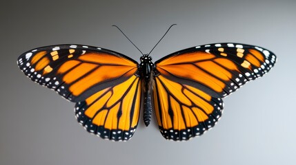 Fototapeta premium Close-up view of a vibrant Monarch butterfly showcasing intricate wing patterns and colors