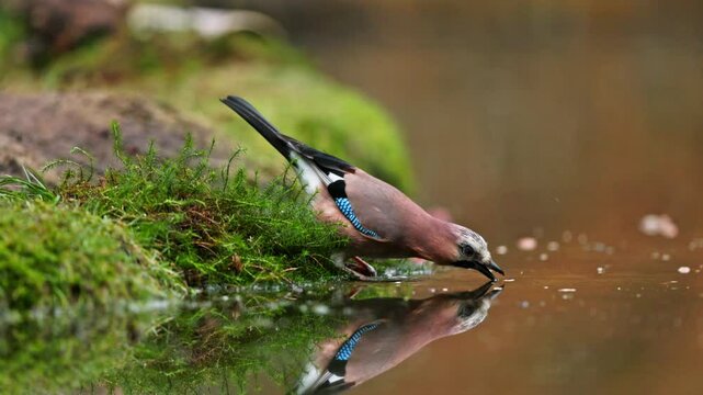 Eurasian jay grabs floating nut from water at edge of still forest pond, tele