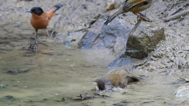 Hoary-throated Barwing and Rufous sibia bird