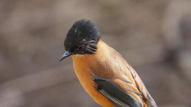 Rufous Sibia bird in nepal