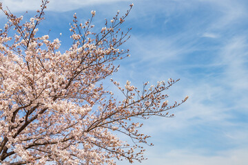 春の青空とピンク色の桜