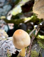 mushroom in the forest