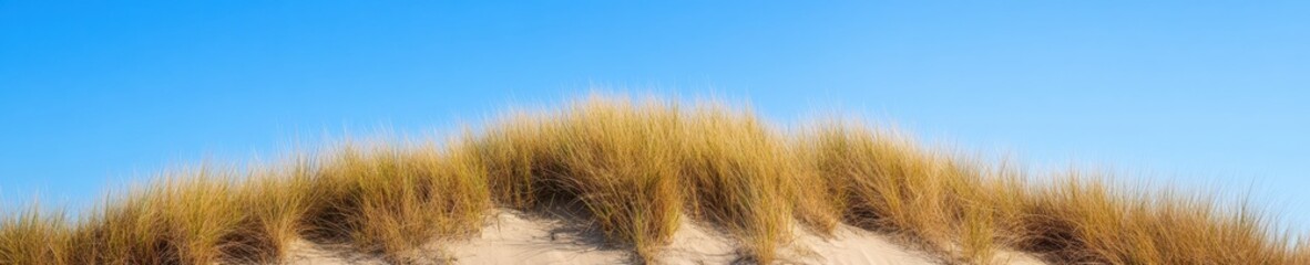 Fototapeta premium Regenerative Coastal Ecosystem Visualization Sustainable Dune Restoration Landscape Showcasing Native Grassland Preservation and Climate Resilience Strategies