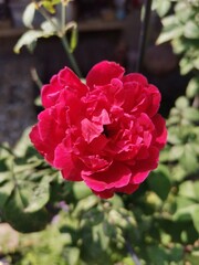 Rosa Damascena (กุหลาบมอญ)