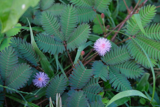 Sensitive Plant with Pink Flowers in Natural Green Foliage