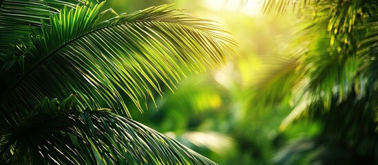 Tropical Sunlight Through Palm Leaves