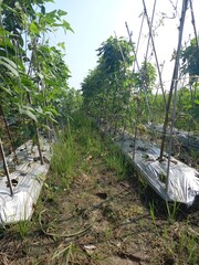 rice field in thailand