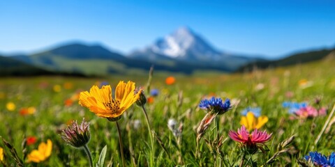 Obraz premium Regenerative Landscape Storytelling Vibrant Alpine Wildflower Meadow Showcasing Biodiversity and Climate Resilience in High-Elevation Ecosystem