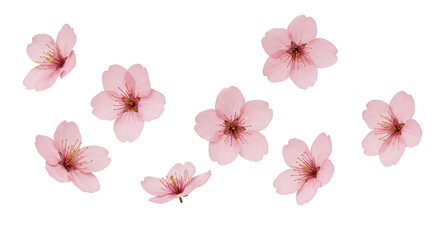 桜の花、モデル