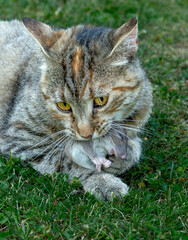 Grey stripped cat holding a  mouse in her teeth. Cat  holding a mouse in her mouth.