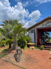 palm tree in front of a house cloud