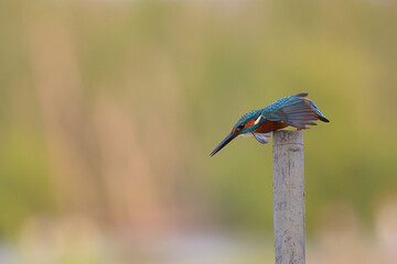 Common kingfisher bird perches on a dry branch and looking for food.