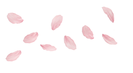 さくらの花びら、モデル