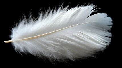 Obraz premium Single White Feather on Black Background Purity, Lightness, and Delicate Detail