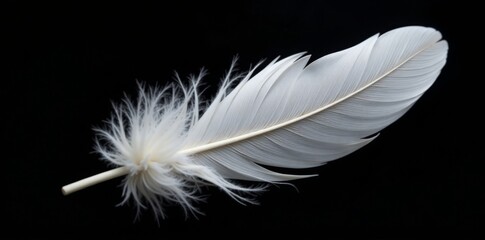 Obraz premium Single large white feather, intricate detail, black backdrop, lightness, freedom, feather