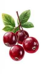 Fresh cranberry. cranberry on white background
