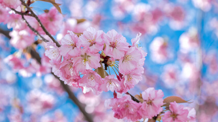 Sakura Bliss in Springtime
Light pink cherry blossoms blooming in beautiful clusters on the branches.​