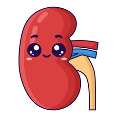 cute kidney organ