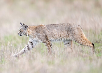 Bobcat (Lynx rufus) on the hunt in Point Reyes National Seashore, Northern California, USA 
