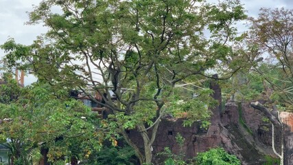 Borneo orangutans are playing and hanging between tree branches. moving agilely