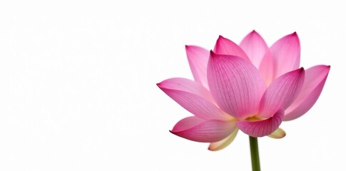 Fototapeta premium Close-up of a vibrant pink lotus flower isolated on white background, plant, flower, pink