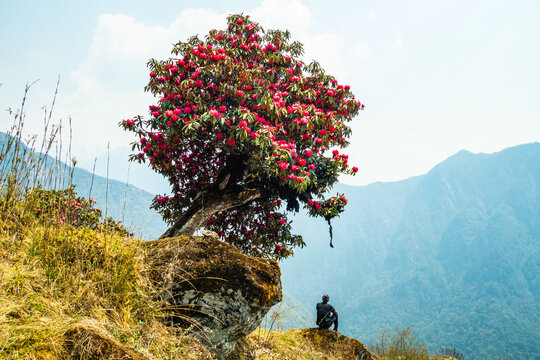Rhododendron blooms on the way to Kangchanjunga Base Camp, Sekethum, Nepal