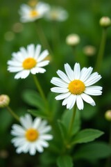 Obraz premium Close-up of daisy flowers blooming among green plants, blossom, beauty, garden