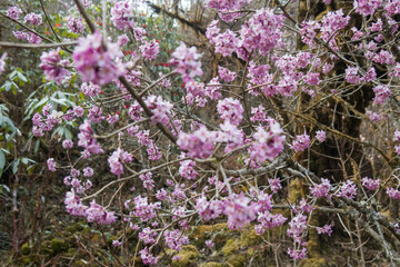 Lokta (Daphne) flowers in bloom on the way to Kangchanjunga Base Camp, Yamphuddin, Nepal