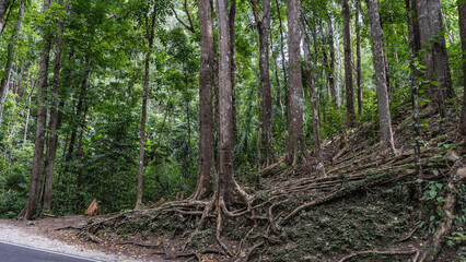 Fototapeta premium A road in a tropical forest. A white stripe on the asphalt. On a roadside hill, we have a thicket of tall trees by the side of the road. Exposed roots intertwined above the soil. Philippines. Bohol. 