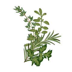 Watercolor illustration of fresh herbs: rosemary, thyme, oregano, and cilantro. Suitable for packaging and menus, advertising and cookbooks, interior design and textiles.