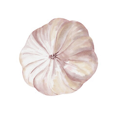 Garlic tuber side view. White vegetable. Seasoning and spice for food. Watercolor illustration isolated from background. Realistic style. Pastel colors. For making compositions with food