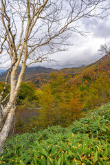 霧がかった日光の紅葉風景、幻想的な秋の山並み
