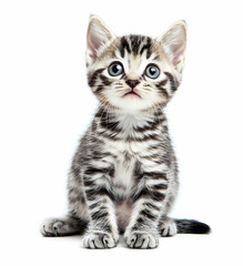 Obraz premium Adorable silver tabby kitten with captivating blue eyes sitting on a white background, radiating innocence and charm, embodying the essence of feline cuteness